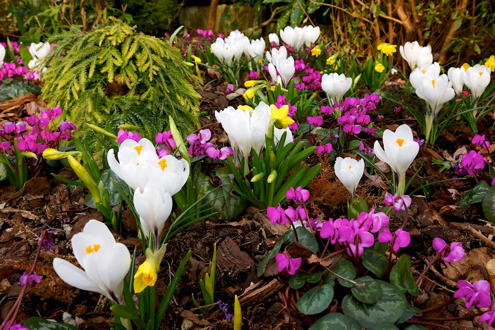 Primula pink Woodland