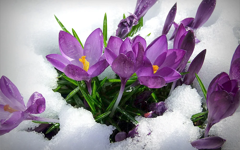 Roses in the snow