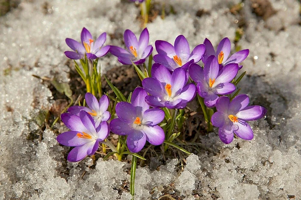 First flowers crocuses