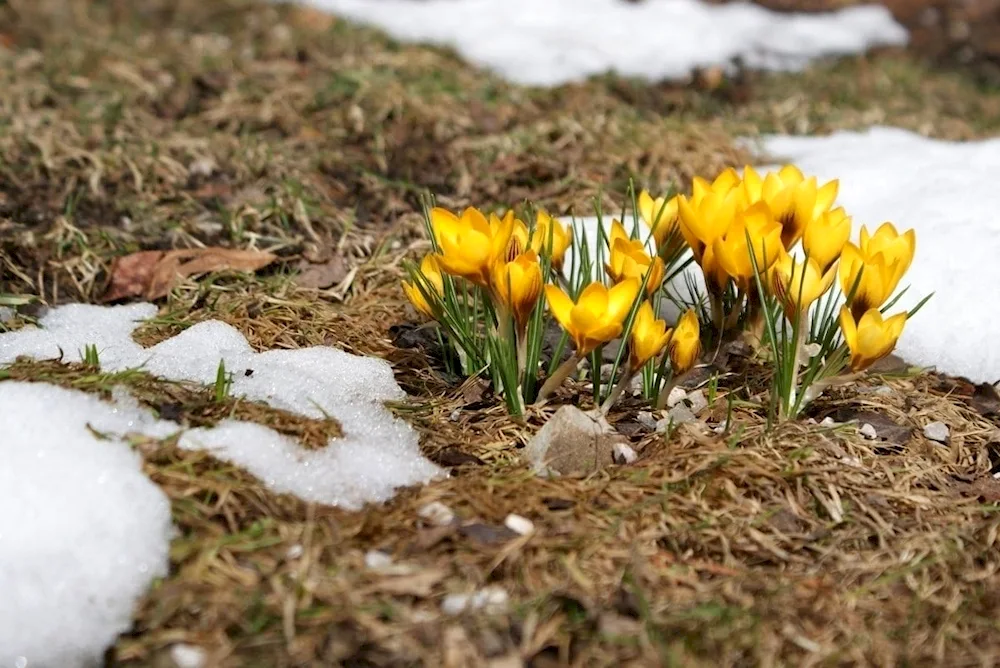 Yellowing shoots Siberian Snowdrop