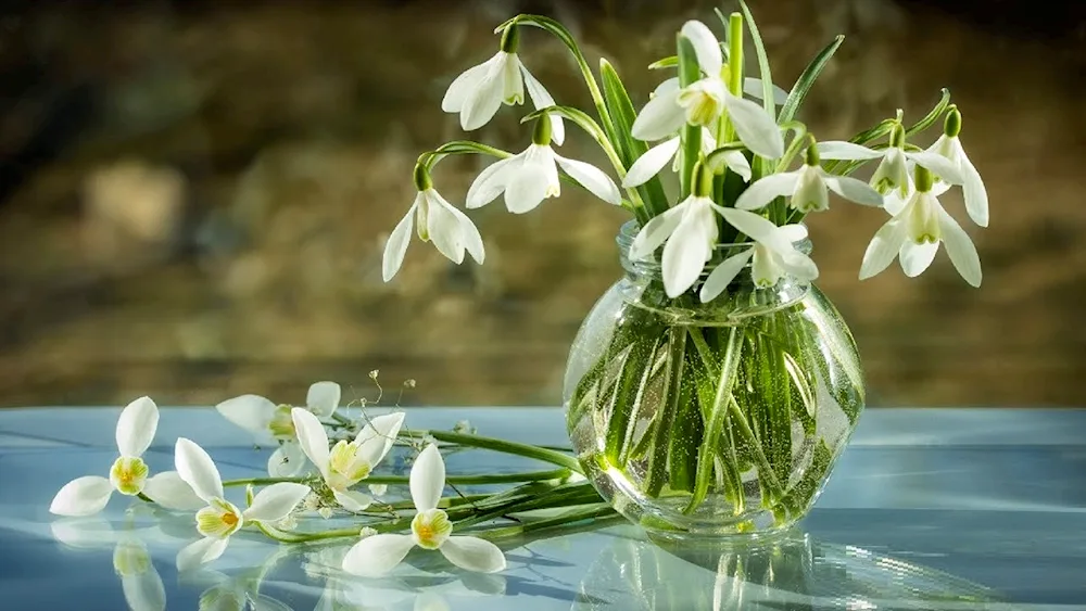 Galanthus snowdrop first flowers snowdrops crocuses hyacinths.