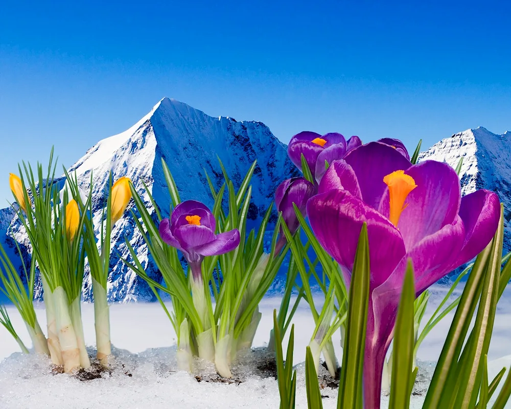 Bouquet of spring flowers