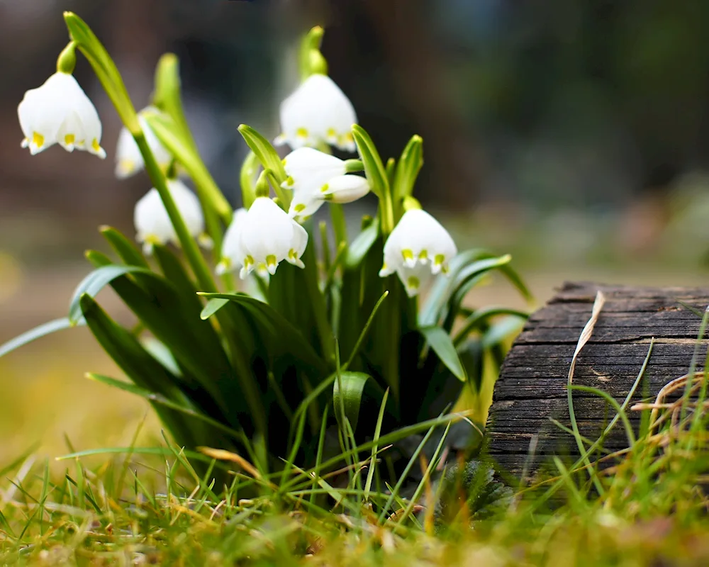 Toshiba TV - Snowdrops Lily of the valley