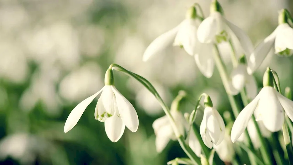 Flowers - Snowdrops Lily of the valley