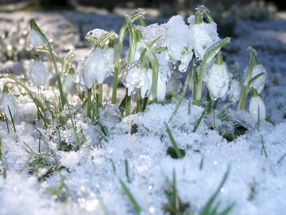 Flattened snowdrop