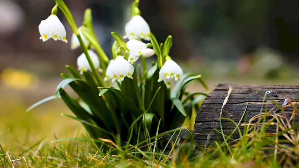 Flowers - snowdrops Lily of the valley