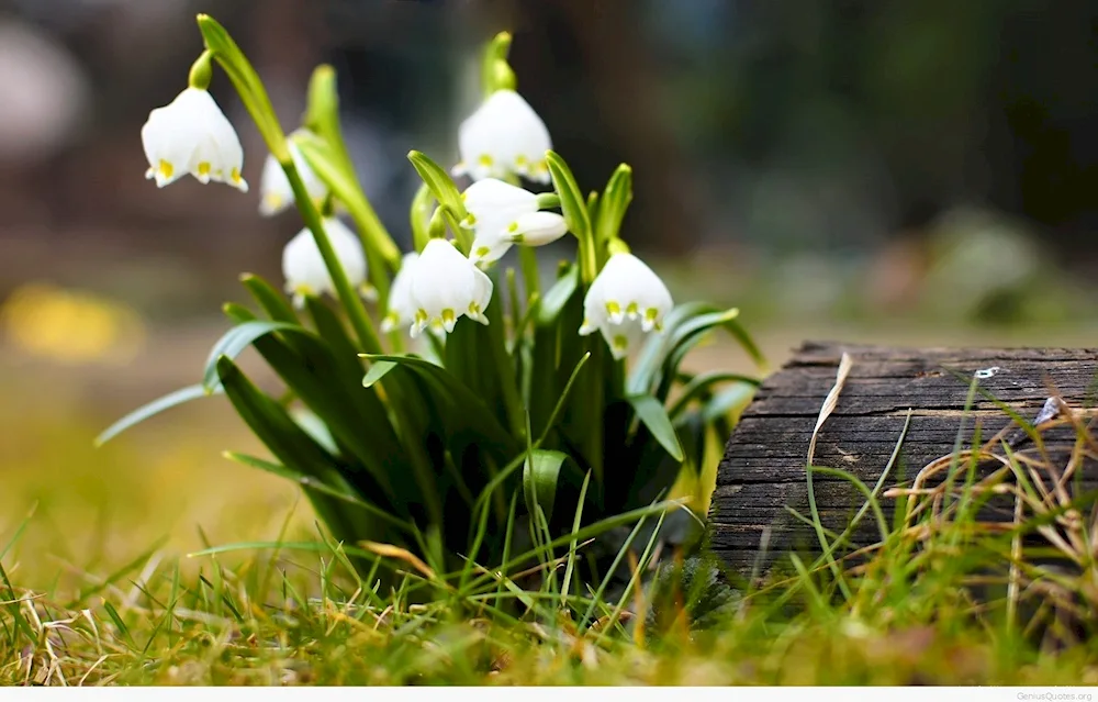 Flowers - snowdrops Lily of the valley