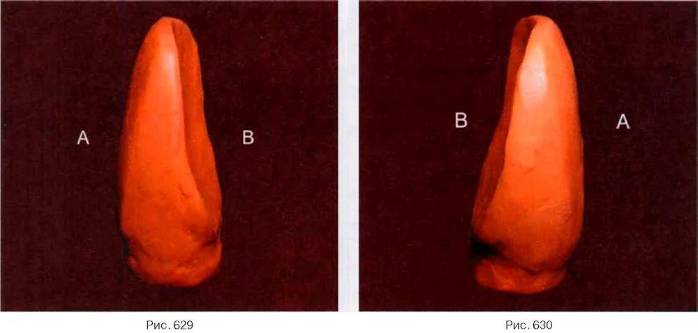 First incisor of the maxilla modelling