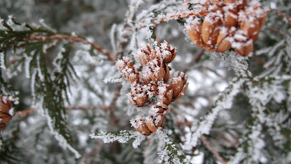 First snow