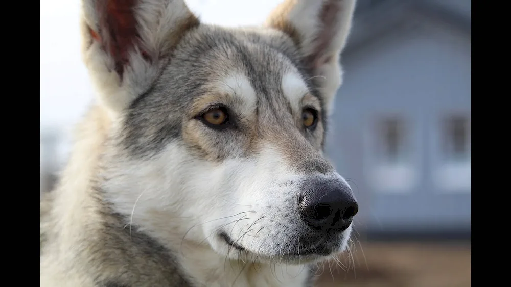 American Husky