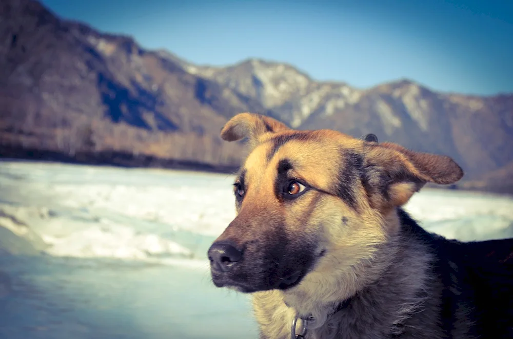 Altai husky