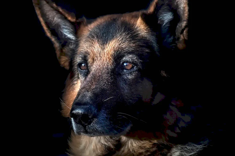 Dog Graf Schutz Hund