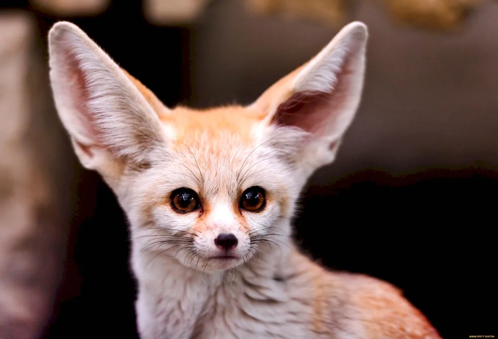 Fennec Fox