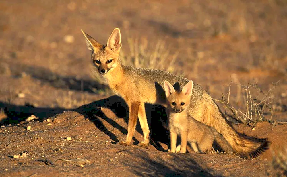 Sheep Fox Rüppel's Sand Fox