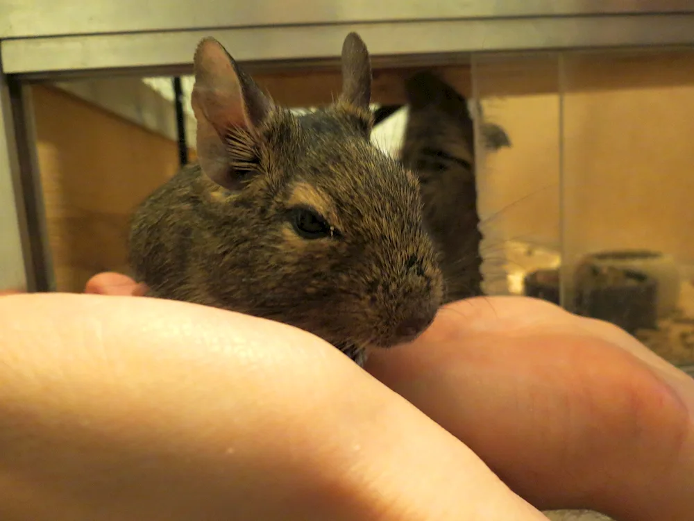 Squirrels degu