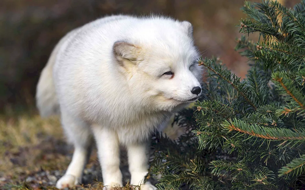 Tundra Arctic fox