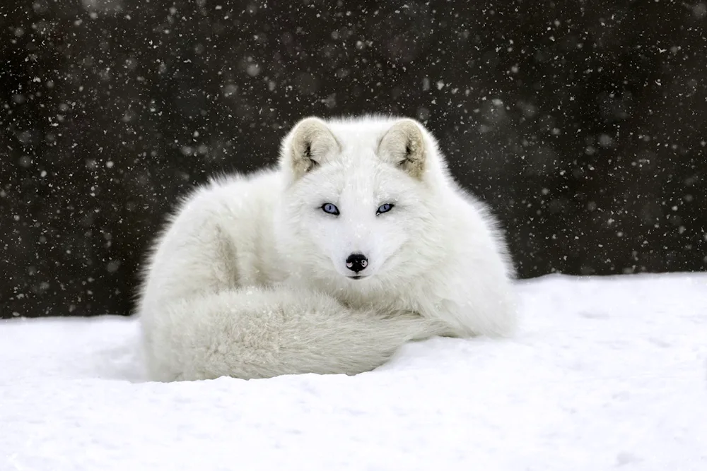 Polar fox