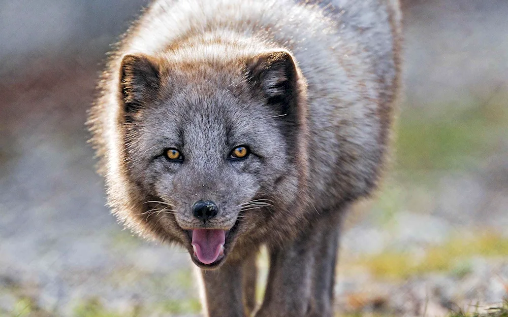 Vrangell's Island Arctic Fox