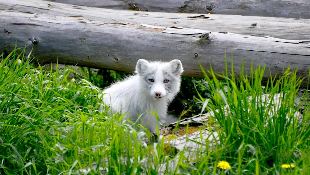 Albino fox
