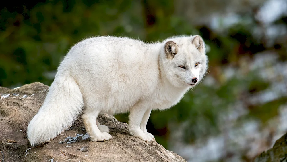 Mednowsky Arctic Fox Blue Arctic Fox