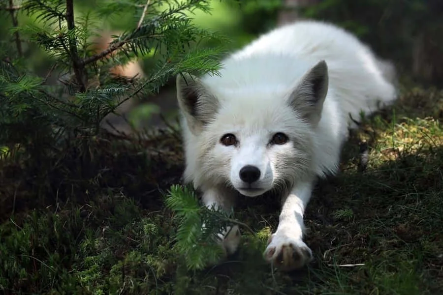 Polar Arctic fox