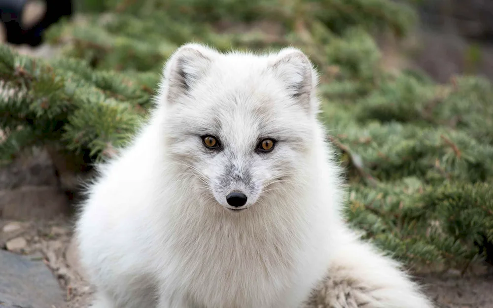 Polar fox