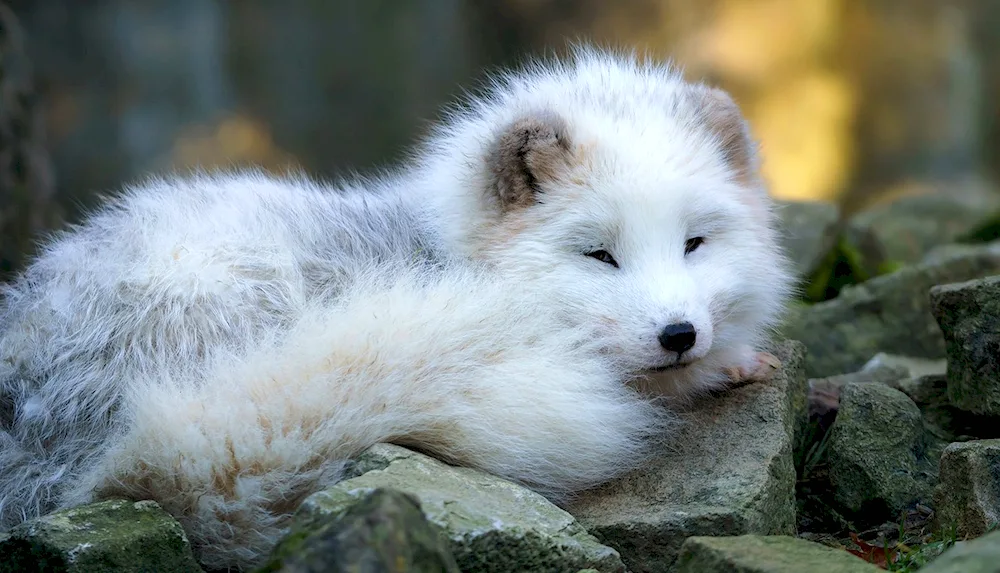 Polar fox