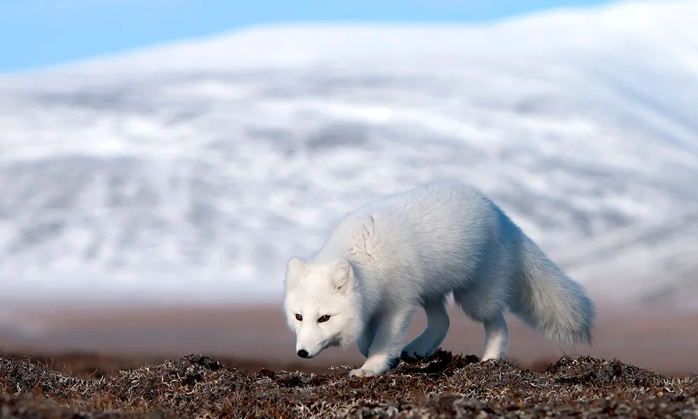 Northern caribou in forest tundra