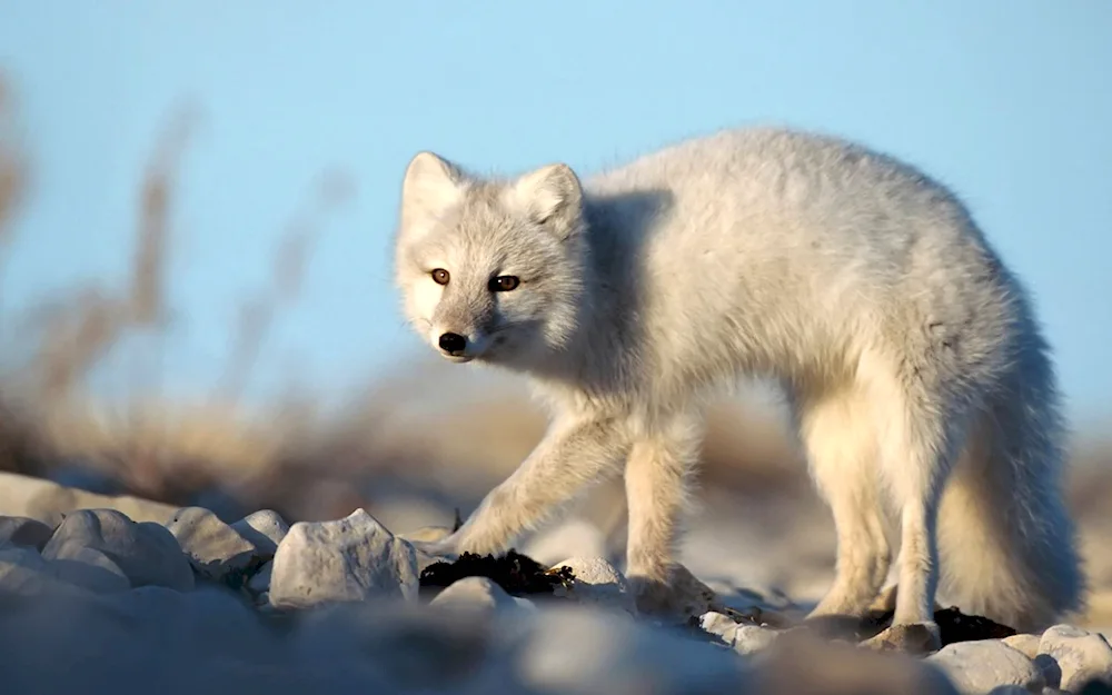 Common Arctic fox