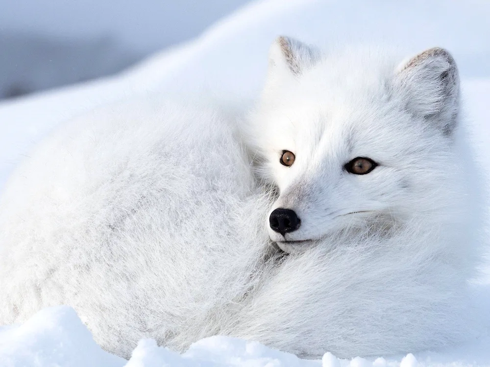Polar fox. Polar fox