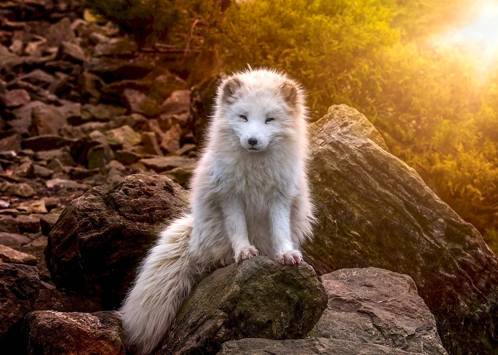 Polar Fox