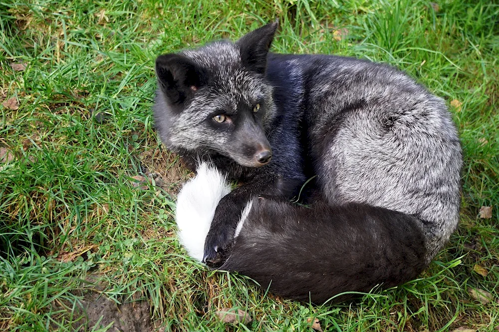 Arctic Fox