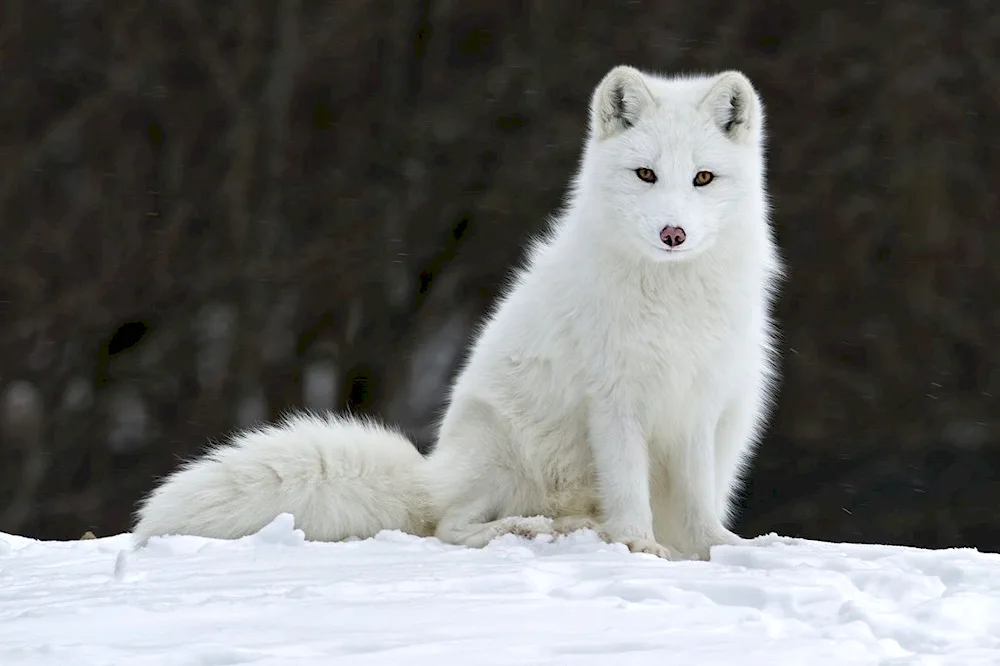 Polar Arctic Fox