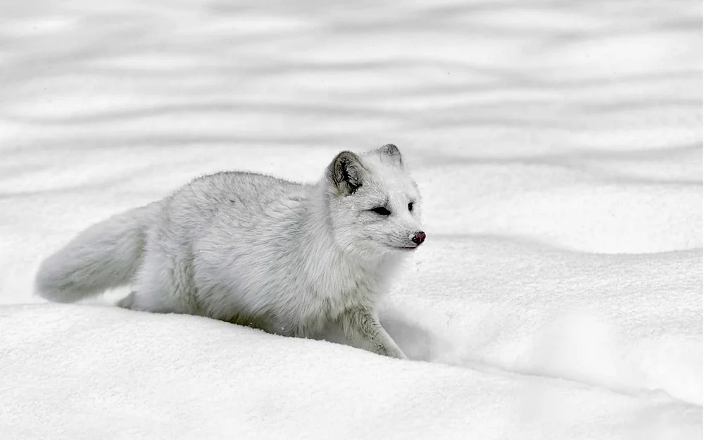 Polar white fox wolf