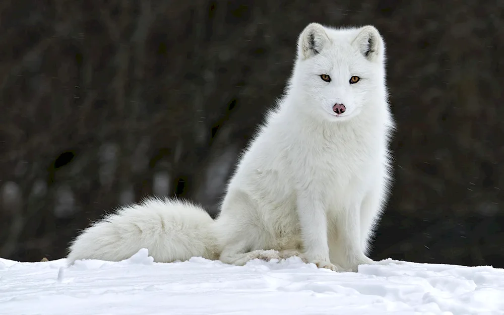 Polar Arctic fox