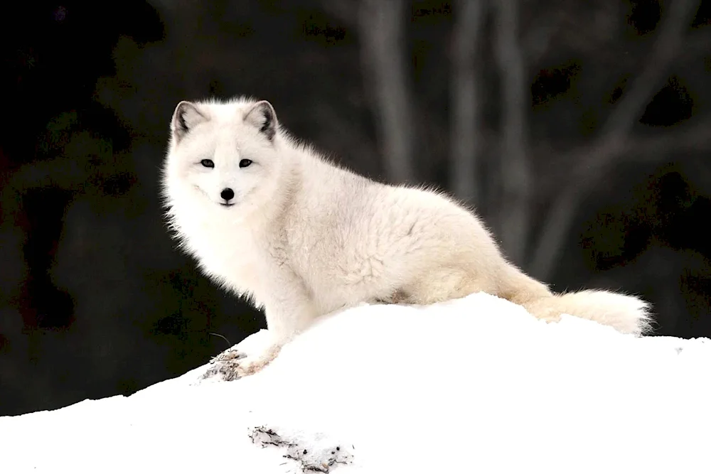 Polar fox