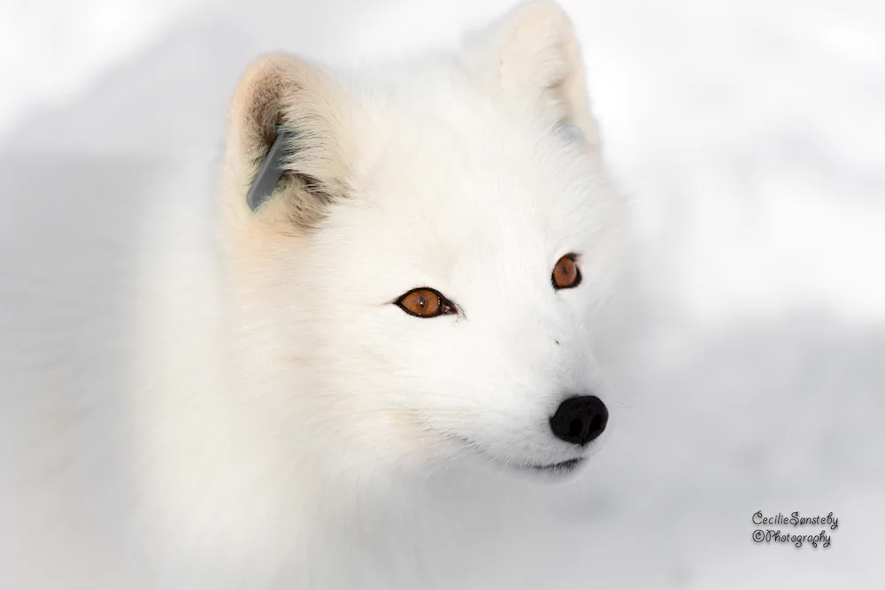Polar fox