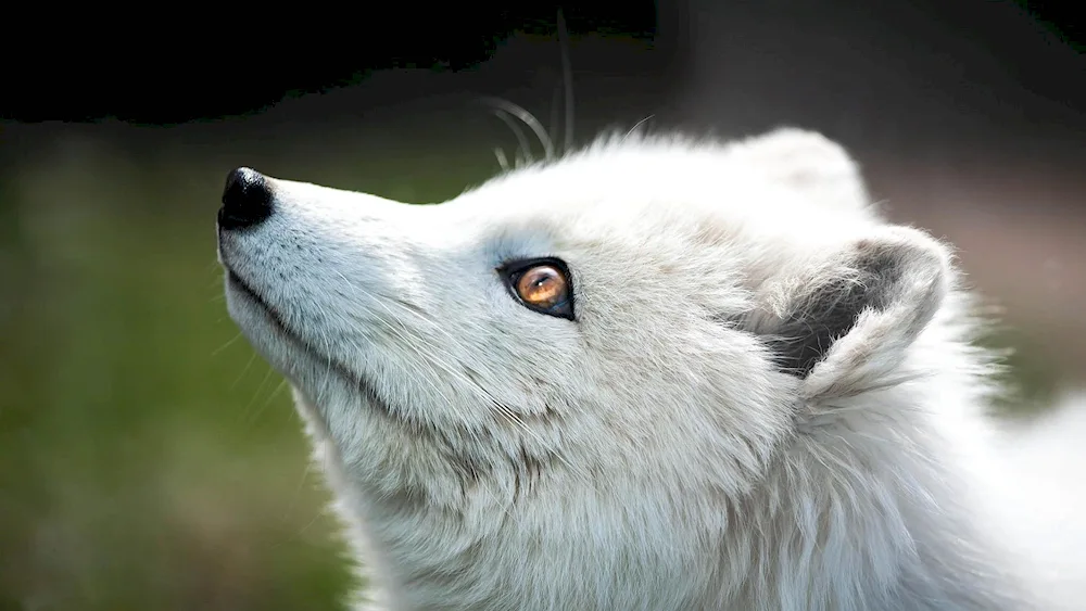 Polar fox