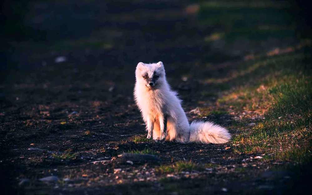 Polar Arctic Fox