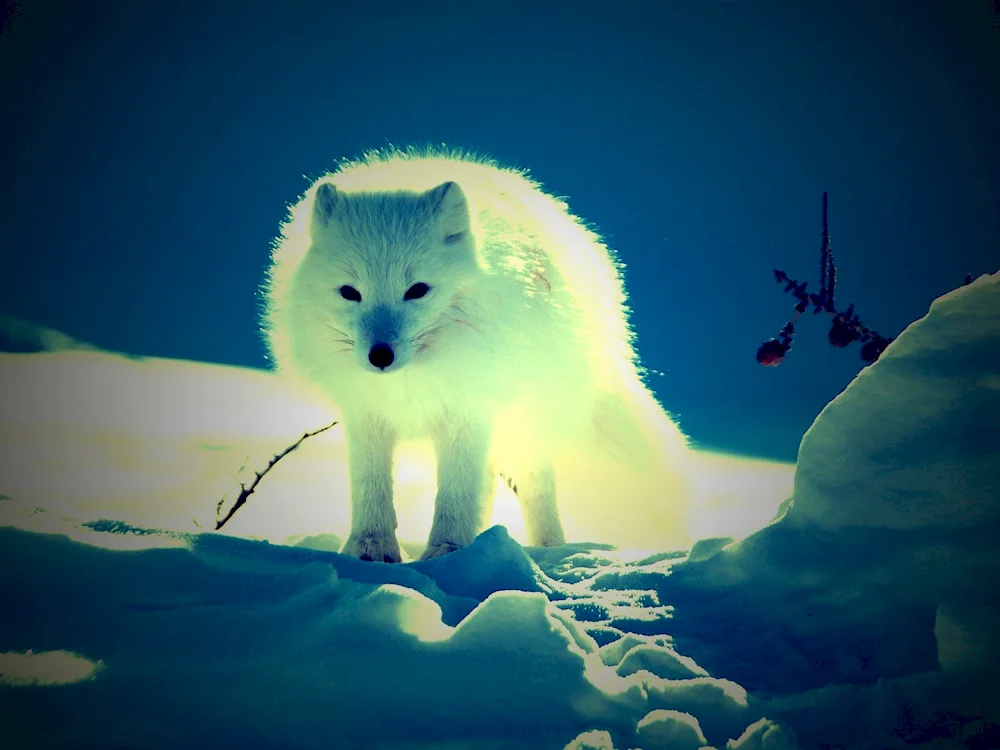 Polar Arctic Fox