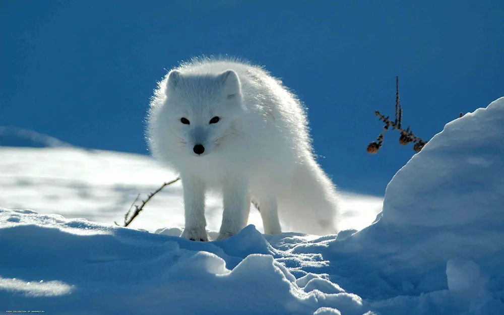 Polar fox