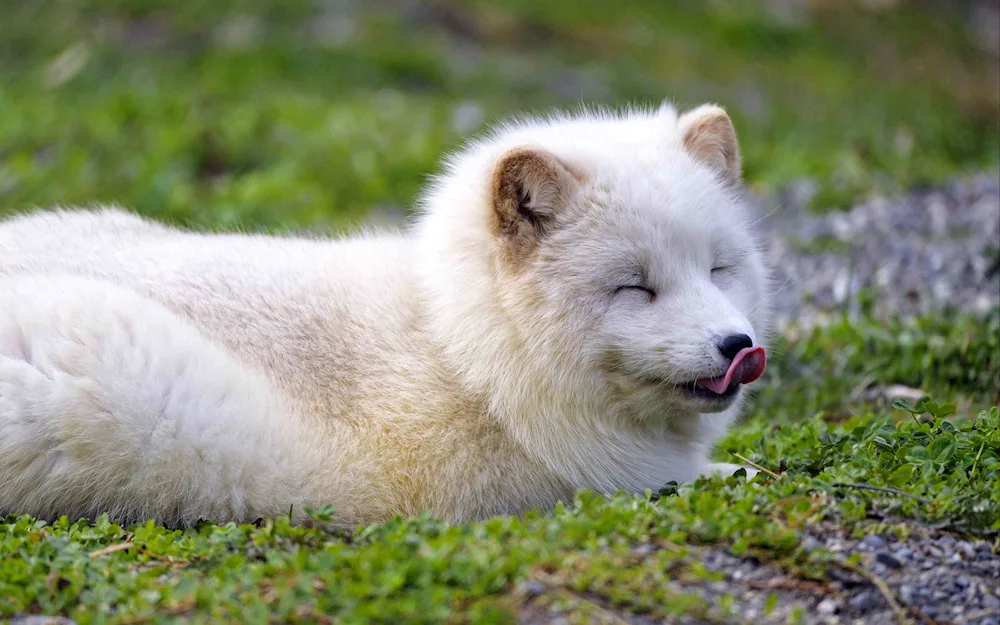 Common fox Polar fox