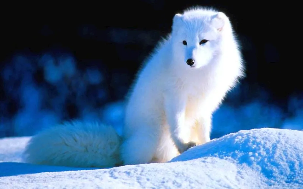 Polar fox