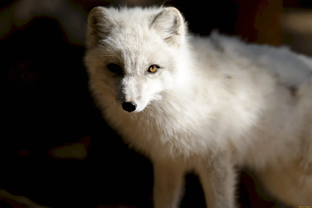 Polar fox