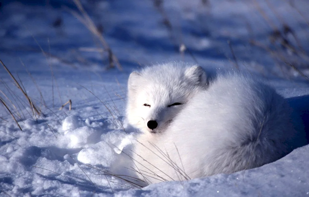 Polar Arctic fox Arctic Fox