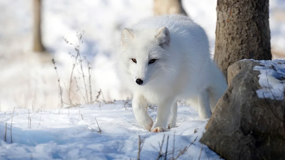 Polar Fox