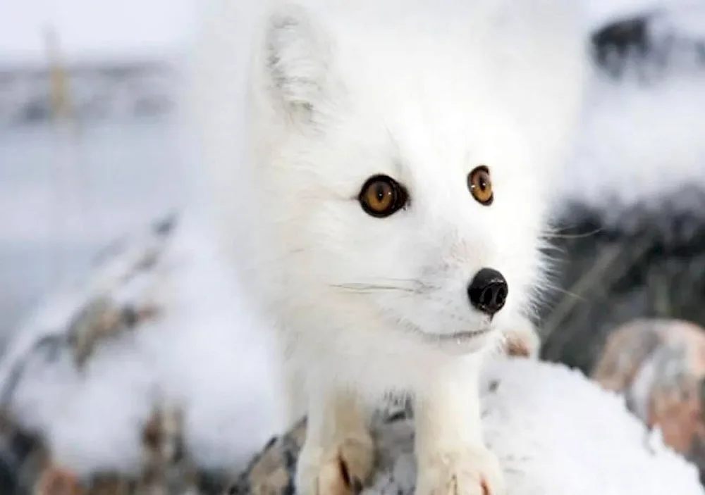 Vualian Arctic Fox