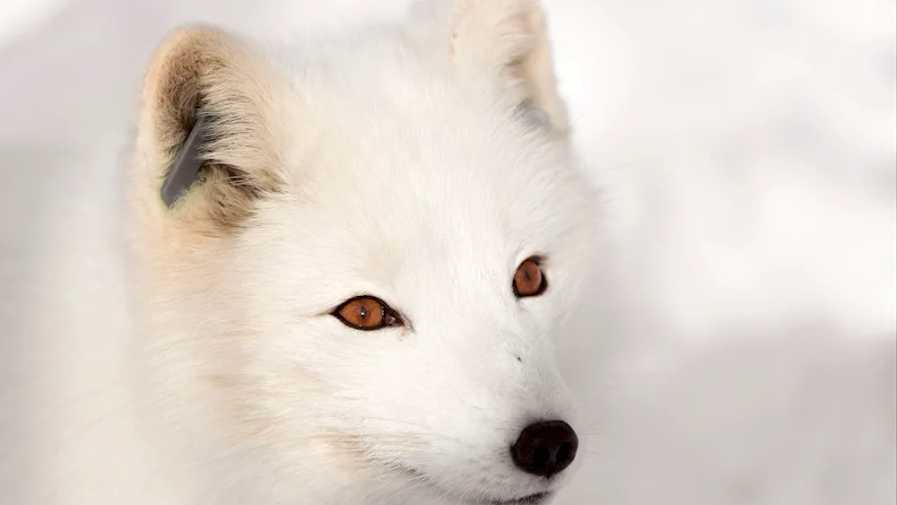 Tundra Arctic Fox