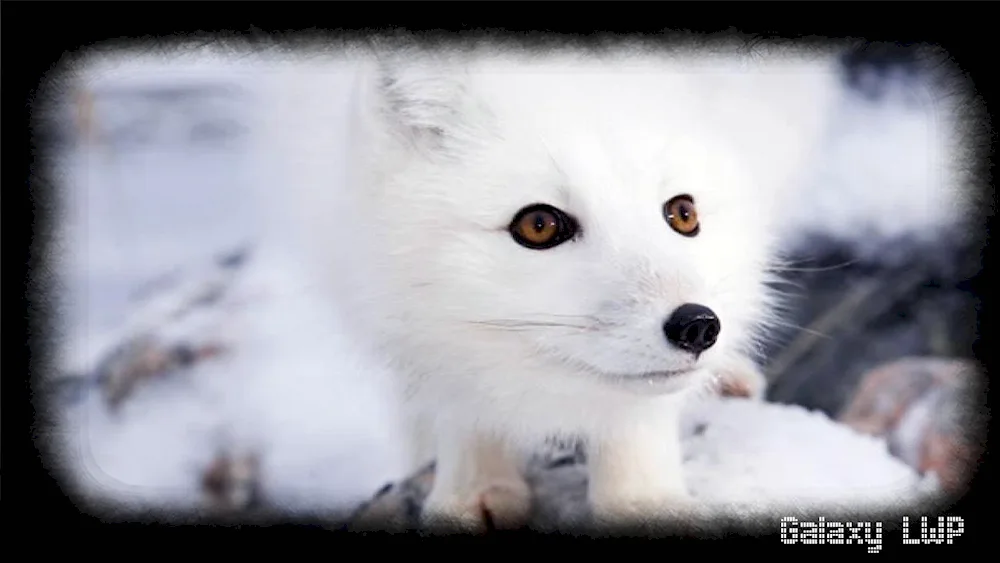 Polar Arctic fox Arctic fox