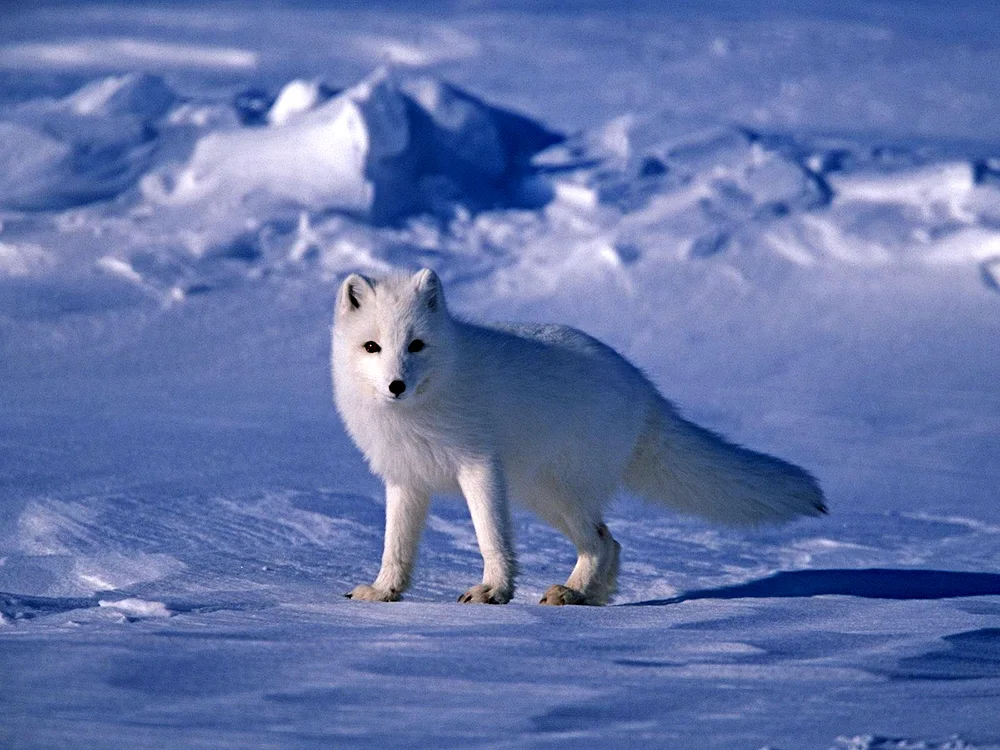 Polar fox Arctic fox